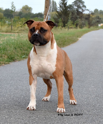 Étalon American Staffordshire Terrier - Goldash Lockheart aka bolt