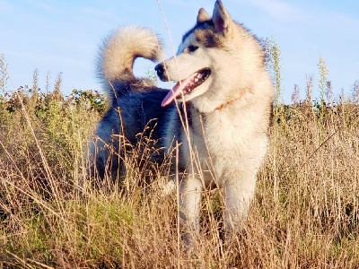 Étalon Alaskan Malamute - Orenda spirit of the sun illa kuvianartok