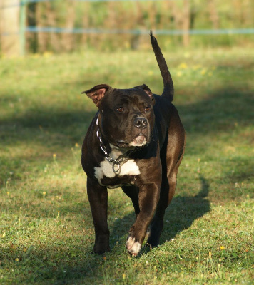 Étalon American Staffordshire Terrier - Sirius d'Ani'zen