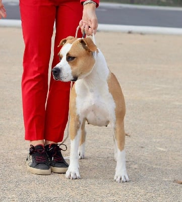Étalon American Staffordshire Terrier - Remember me Maker's New Step
