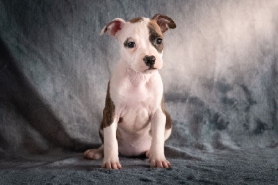 Étalon American Staffordshire Terrier - Tazi De L'Empreinte De Dog'star