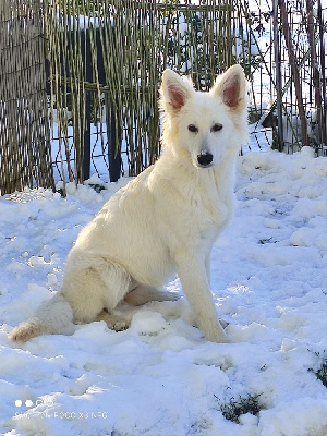 Étalon Berger Blanc Suisse - Tennessee Of White Swan