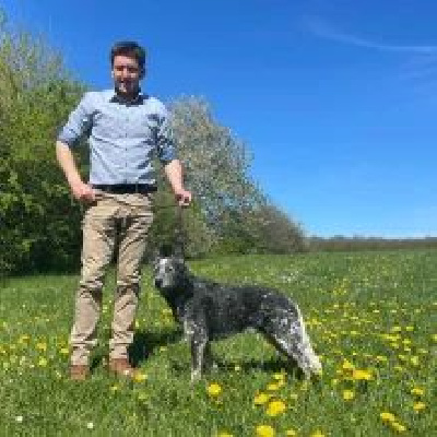Étalon Bouvier australien - Catching Spots P'stubi}