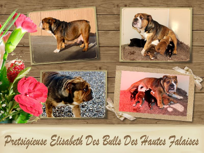 Étalon Bulldog Anglais - Prestigieuse elisabeth des bulls des hautes falaises