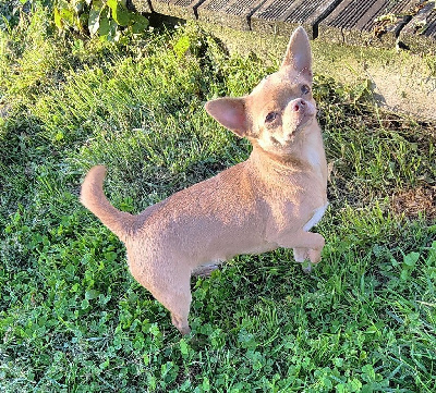 Étalon Chihuahua - Senorita Des Lutins Du Mont Blanc