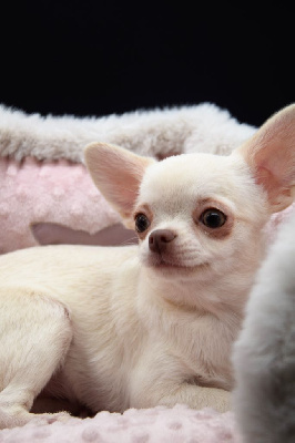 Étalon Chihuahua - malenkoye korolevstvo Angelina thalia