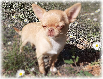 Étalon Chihuahua - Secret d'alcôve Des Peluches De Chloey