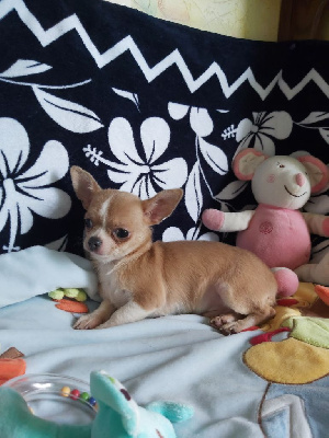 Étalon Chihuahua - Tritri Des Petits Zamours