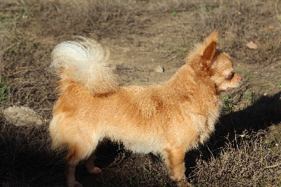 Étalon Chihuahua - Serpico Du Royaume D'Unik