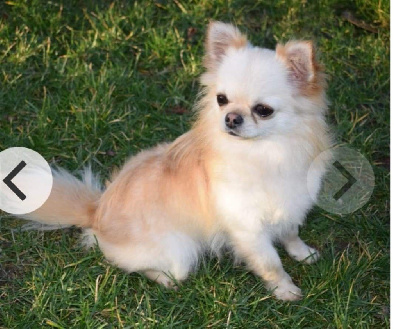 Étalon Chihuahua - Or-phee Du Clos Shooting Star