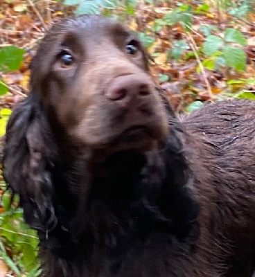 Étalon Cocker Spaniel Anglais - Touchoco du Tertre de la Pommeraie