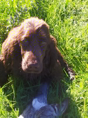 Étalon Cocker Spaniel Anglais - Touchoco du Tertre de la Pommeraie
