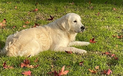Étalon Golden Retriever - Rebelle De La Lagune De Montdesir