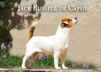 Étalon Jack Russell Terrier - ultra Victurus te saluto