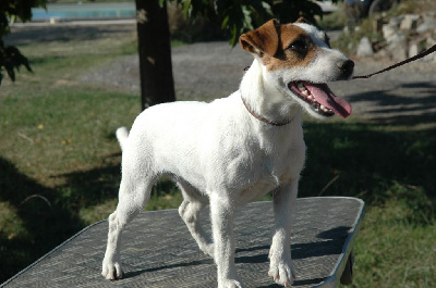 Étalon Jack Russell Terrier - Surprise de la pinkinerie