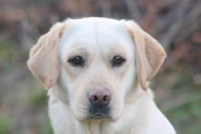 Étalon Labrador Retriever - fluffs of cotton z Grodu hrabiego malmesbury