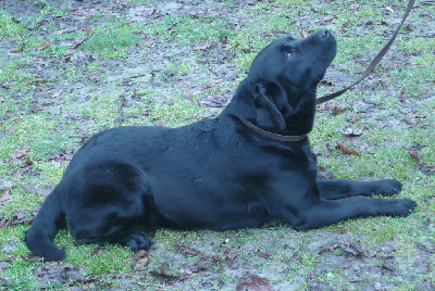 Étalon Labrador Retriever - Noor black De Silver Swann