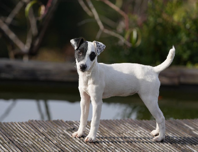 Étalon Parson Russell Terrier - Catching Spots Tikka