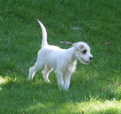 Étalon Parson Russell Terrier - Twentytwo de l'Anse Royale