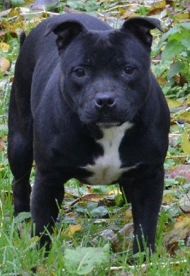 Étalon Staffordshire Bull Terrier - S'misse coccaina of Cuddle and Beauty