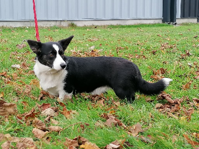 Étalon Welsh Corgi Cardigan - Toupie Des Minis Pattes Du Puits