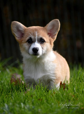Étalon Welsh Corgi Pembroke - Tauriel des Famonadyns