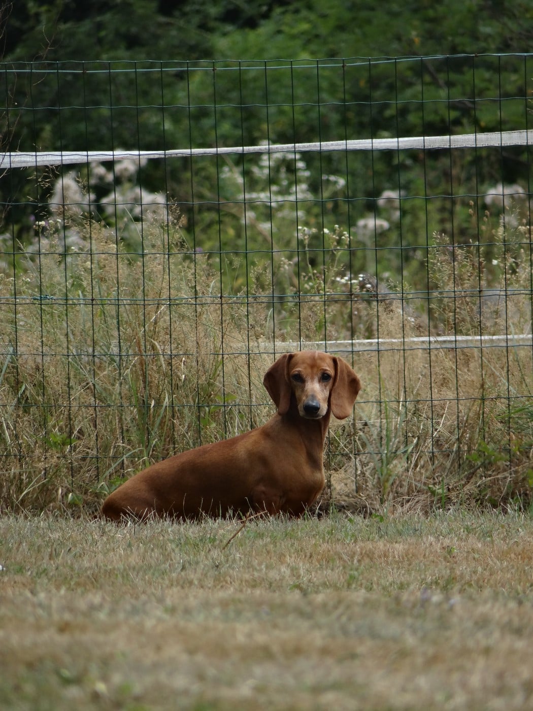 Les Teckel poil ras de l'affixe   de la Passe de l'Eider