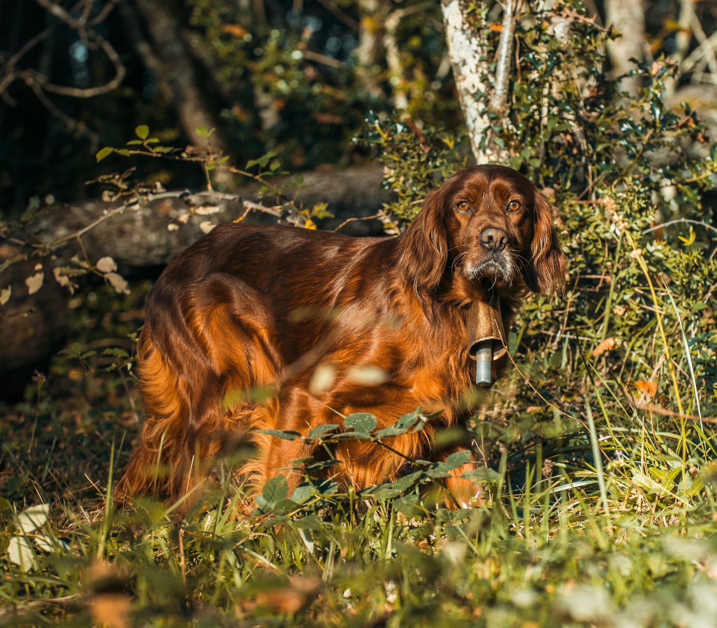 Les Setter irlandais rouge de l'affixe   Des seraphins rouges