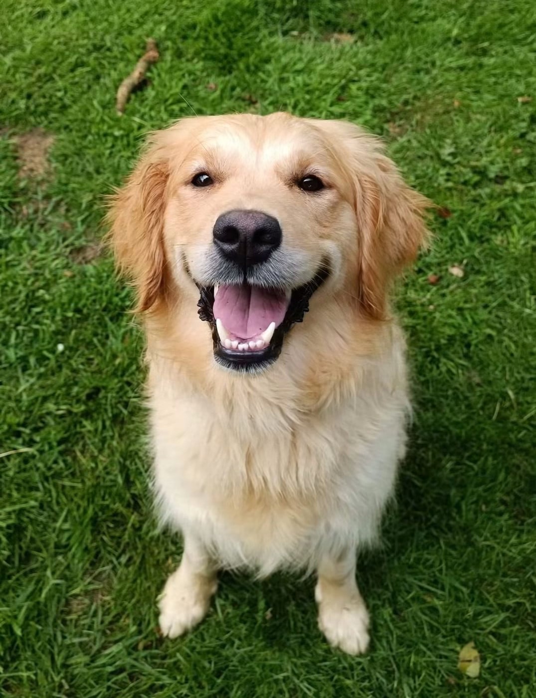 Stella Des Puppys Goldens Love