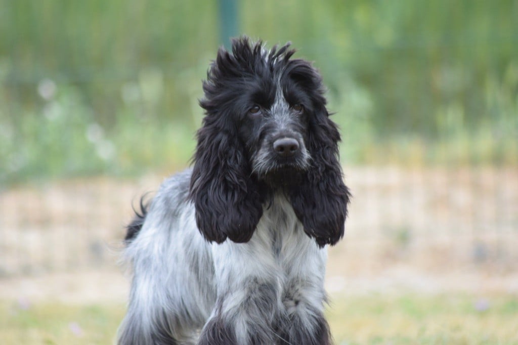 Les Cocker Spaniel Anglais de l'affixe   De L'esquisse Sauvage
