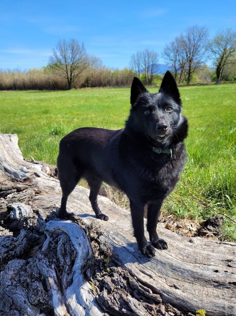 Les Schipperke de l'affixe   De Roc Aïda