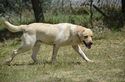 Étalon Labrador Retriever - Saika De La Légion d'Athéna