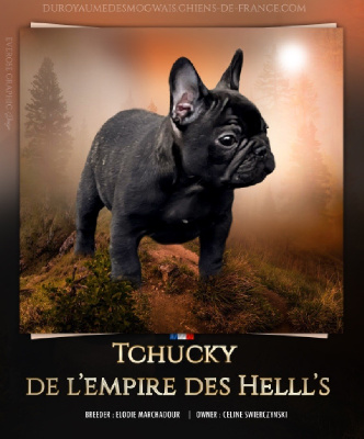 Étalon Bouledogue français - Tchucky de l'Empire des Hellls