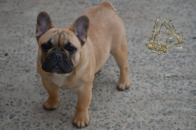 Étalon Bouledogue français - Tourbillon d'amour De l'ancolie des alpes