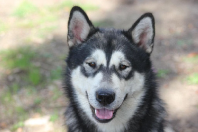 Étalon Alaskan Malamute - Sky Les Loups Des Outsky