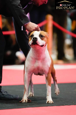 Étalon American Staffordshire Terrier - Thoresteel Star is born to love stafford