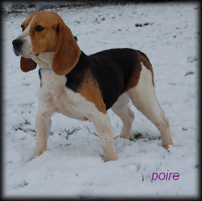 Étalon Beagle - Poire (Sans Affixe)