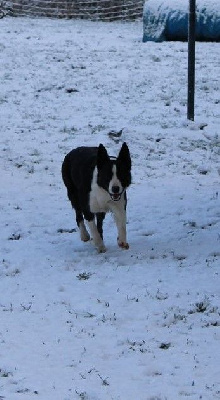 Étalon Border Collie - Shiva (Sans Affixe)