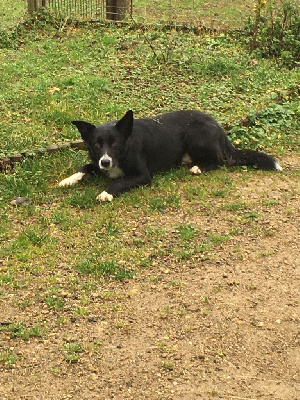 Étalon Border Collie - Samy Du Val De Cassel}
