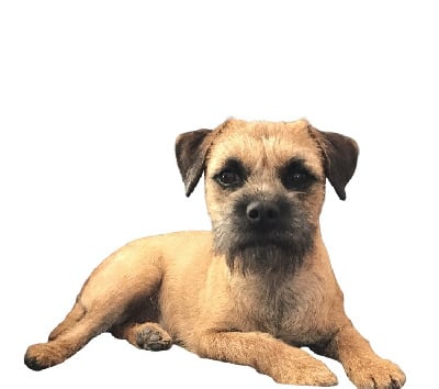 Étalon Border Terrier - Pin-up (Sans Affixe)