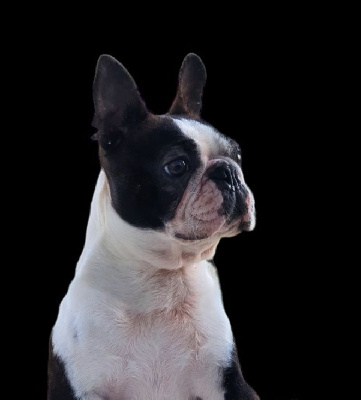 Étalon Boston Terrier - Skin des Yeux de la Revanche