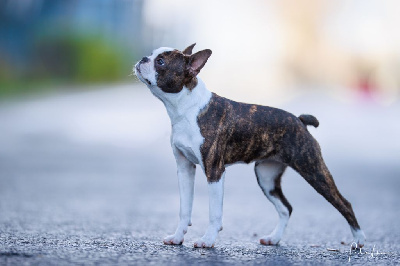 Étalon Boston Terrier - Texane Sweeties Doggies