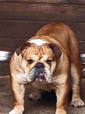 Étalon Bulldog Anglais - Pétunia du domaine de Cateline