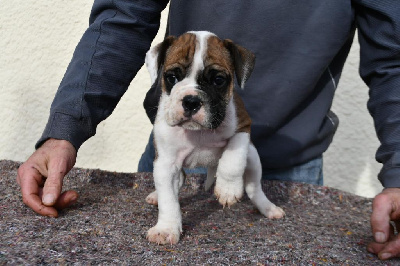 Étalon Bulldog continental - Telma Des Fidèles Compagnons d'Uxen