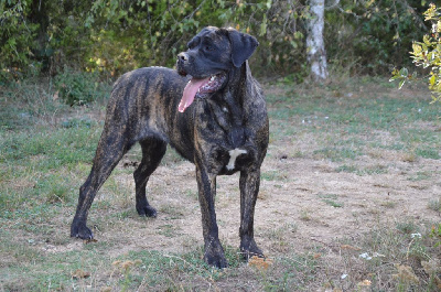 Étalon Cane Corso - Ela della vale degli orsi ali