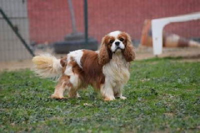 Étalon Cavalier King Charles Spaniel - Ring the bell Des Cavaliers Du Prieuré