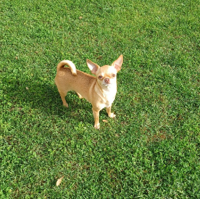 Étalon Chihuahua - Rubby du Grisous'tiny World