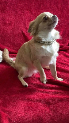 Étalon Chihuahua - Shanel Des Terres d'haïda