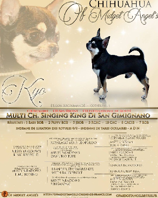 Étalon Chihuahua - CH. Singing king (dit kyo) di san gimignano