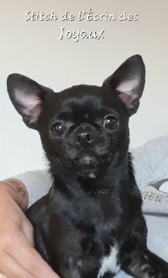 Étalon Chihuahua - Stitch De L’Ecrin Des Joyaux